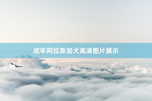 成年阿拉斯加犬高清图片展示